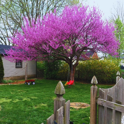 5 Dormant Eastern Redbud Trees Live Plants Seedlings Bare Roots, 6 to 13 Inc Tall Red Bud Trees Live Plants, American Redbud Tree, Cold Hardy