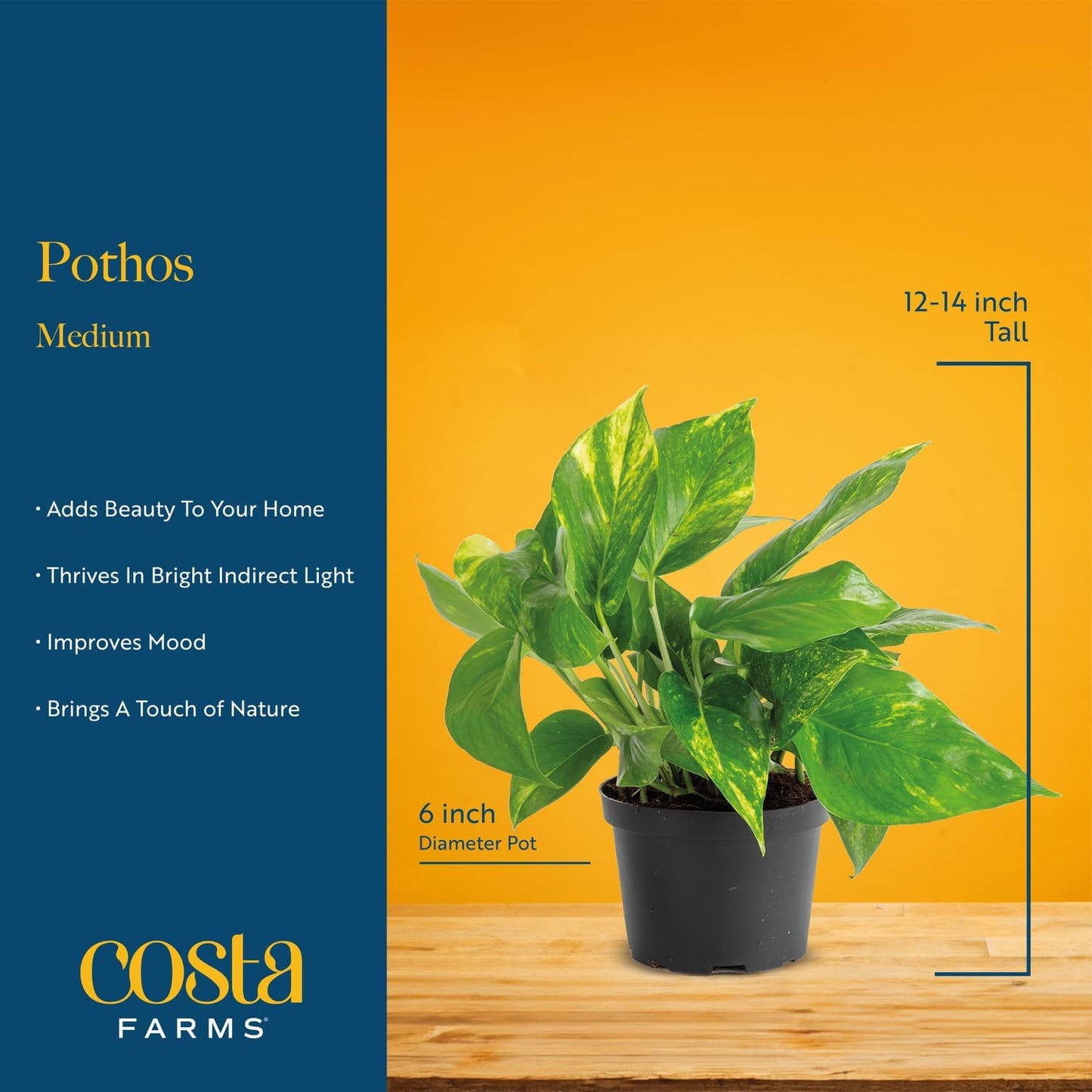 Costa Farms Live Pothos Plant, Easy to Grow Vining Houseplant in Cute Décor Planter, Housewarming Gift, Room Decor, 10-12 Inches Tall