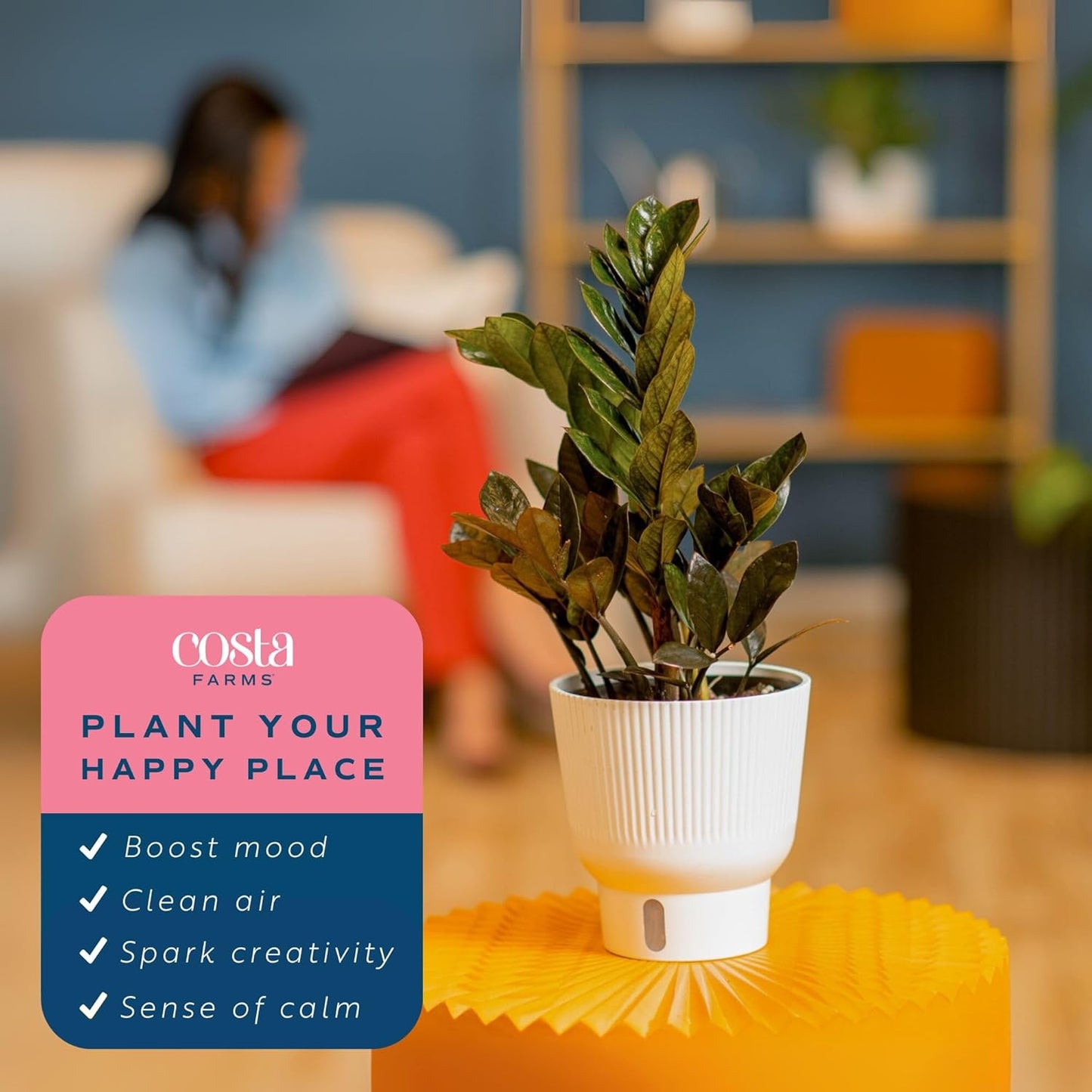 Costa Farms Raven ZZ Live Plant in Self Watering Pot, Easy to Maintain, Air Purifying Indoor Houseplant, Perfect for Home, Room, or Office Decor, Great House Warming or Birthday Gift, 12-18 Inches