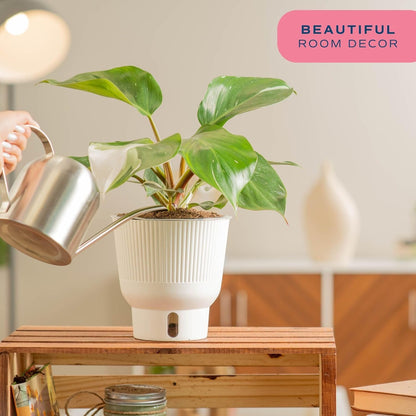 Costa Farms Philodendron White Knight, Rare Unique Live Indoor Plant in 6-Inch Self-Watering Houseplant Pot, Potting Soil, Trending Tropicals Collection, Room and Home Decor