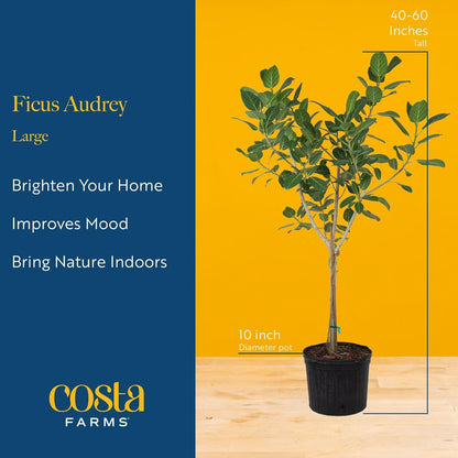 Costa Farms Ficus Audrey Tree Live Plants in Decorative Pot, Large Indoor Houseplant, Perfect for Home, Room, or Office Decor, Great House Warming or Birthday Gift, 3-4 Feet Tall, Pack of 2