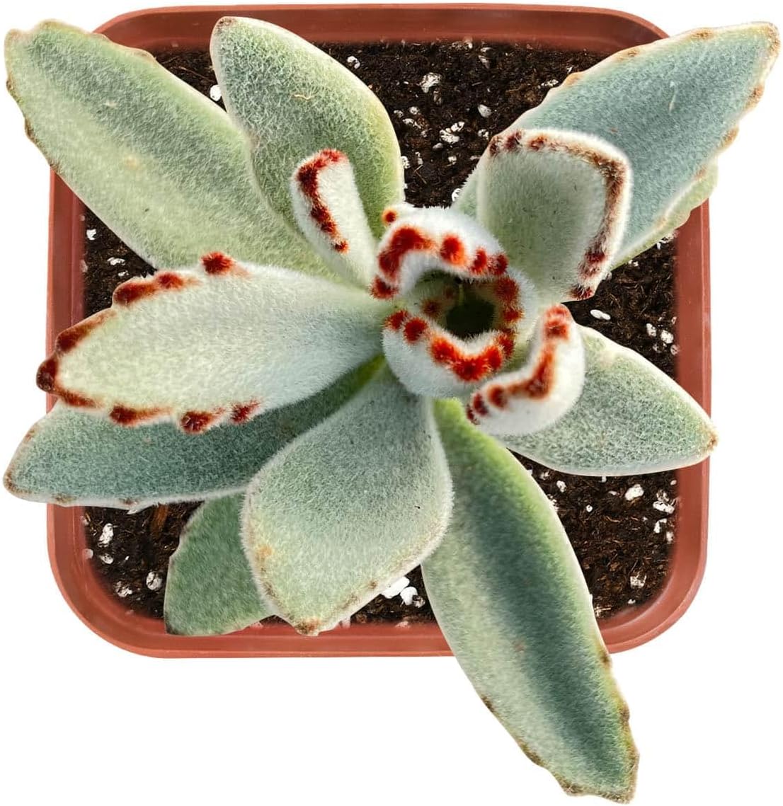 Sprout N Green Kalanchoe Tomentosa Panda Plant with 2 inch Starter Pot, Rare Live Succulent Plant Fully Rooted, Home Office Indoor Outdoor Wedding Decoration DIY Projects Party Favor
