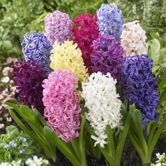 Mixed Hyacinth Bulbs for Forcing Indoors - 12Pcs Mixed Hyacinth Flower Bulbs for Fall Planting with Colorful Shades Plants Live Houseplants - Gorgeous and Fragrant Flower Bulbs for Spring Planting