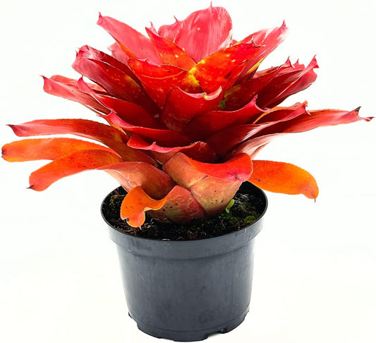 ragnaroc Live Plants – Bromeliad Neoregelia Lamberts Pride, 8-12" in 6" Pot - 1ct - Live Arrival Guaranteed - House Plants for Home Decor & Gift
