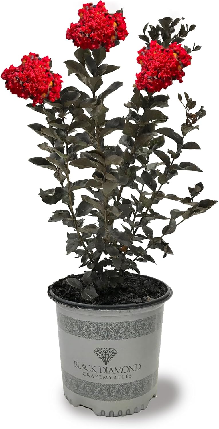 American Plant Exchange Black Diamond Crimson Red Crape Myrtle Tree Live, 3-Gallon Pot, 1-2ft Tall, Vibrant Red Flowers, Drought-Tolerant, Large Outdoor Landscape Accent, Year-Round Beauty