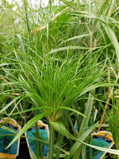 Nile Queen Papyrus | 20 Live Plants | Cyperus Shade & Wet Tolerant Aquatic Foliage