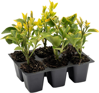 6 Golden Euonymus Shrubs | Live Plants in 2.5-inch Nursery Cubes | Japonica ‘Aureo-Marginatus’ Variety | Easy-Care Evergreen | Variegated Yellow-Green Foliage | Hedges & Shrubs for Home & Garden
