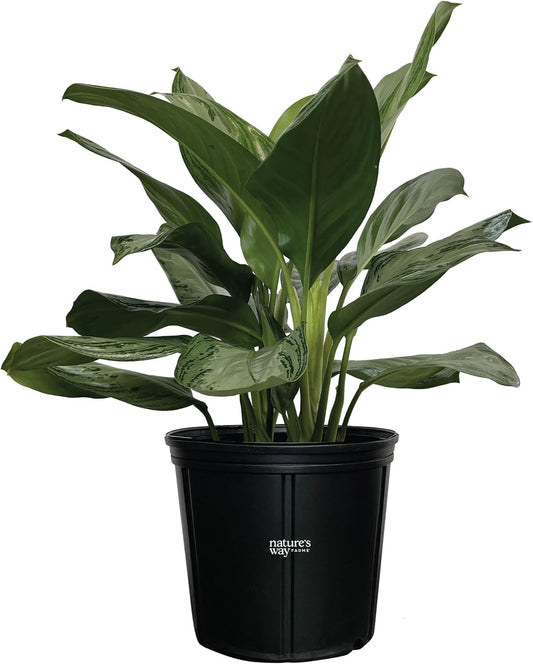 Nature's Way Farms Aglaonema Diamond Indoor Live Plant (25-30 in. Tall) in Grower Pot