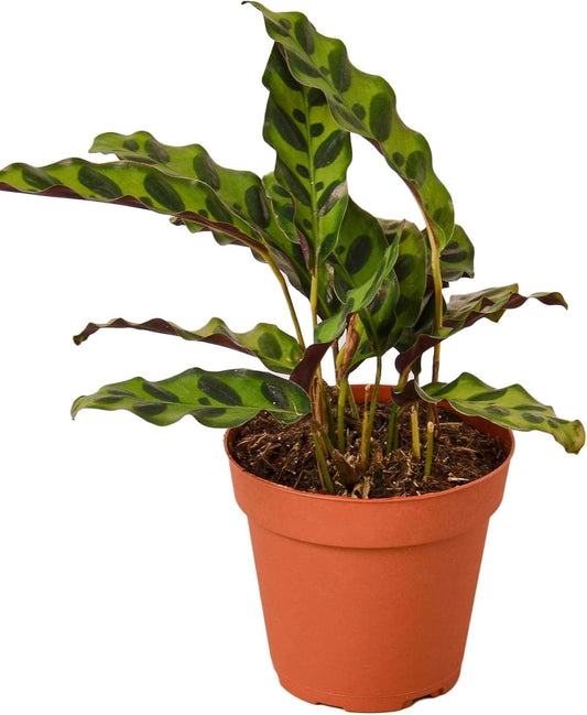 Calathea Lancifolia Rattlesnake Live Plant for Indoor | Different Houseplants in 4'' & 6'' Pot | Real House Plant for Living Room, Office, Desk & Bathroom | Peacock Zebra