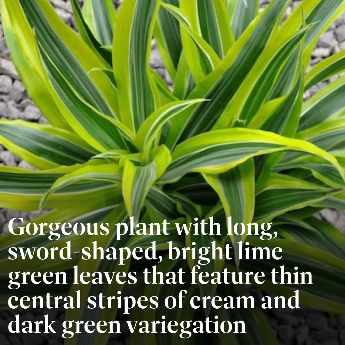 American Plant Exchange Dracaena Lemon Lime – 3-Gallon with Pot – Live Indoor/Outdoor Air Purifying Plant, Vibrant Green Foliage for Home, Office, or Patio Decor