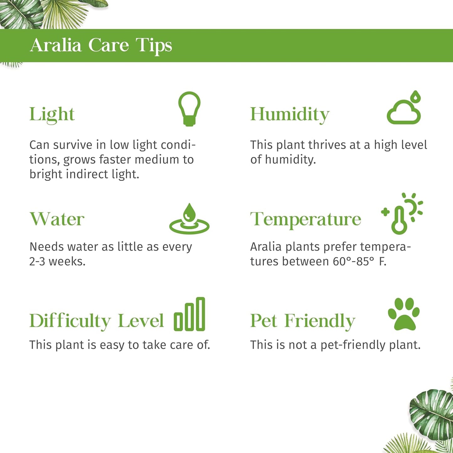 Aralia Green Live Plant for Indoor | Different Houseplants in 4'' & 6'' Pot | Real House Plant for Living Room, Office, Desk & Bathroom | Aralia Polyscias