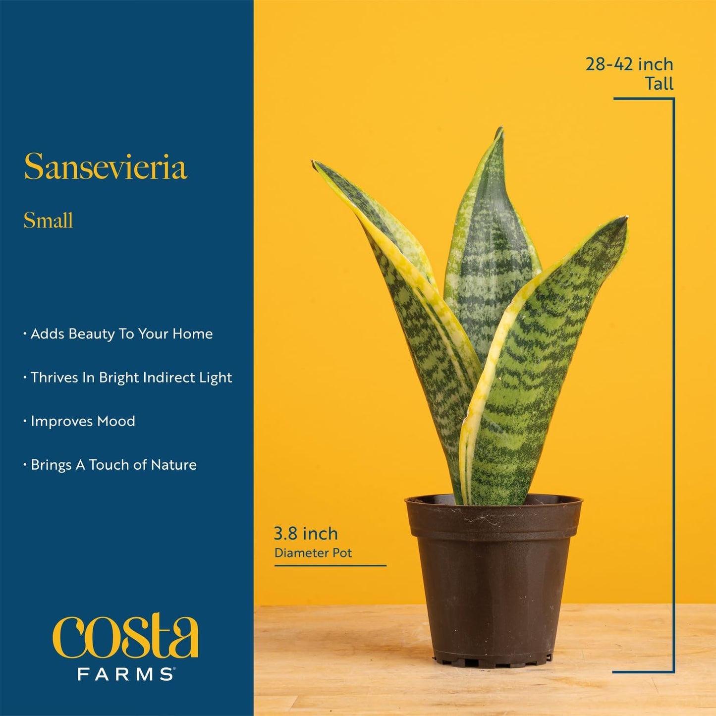 Costa Farms Snake Plant, Live Indoor Sansevieria Plant, Easy to Grow Succulent Houseplant Potted in Indoor Plant Pot, Potting Soil Mix, Home and Room Decor, Fits Shelves, Tabletops, 8-Inches Tall