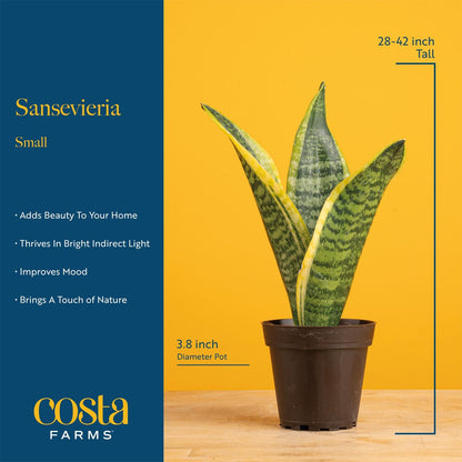 Costa Farms Snake Plant, Live Indoor Sansevieria Plant, Easy to Grow Succulent Houseplant Potted in Indoor Plant Pot, Potting Soil Mix, Home and Room Decor, Fits Shelves, Tabletops, 8-Inches Tall