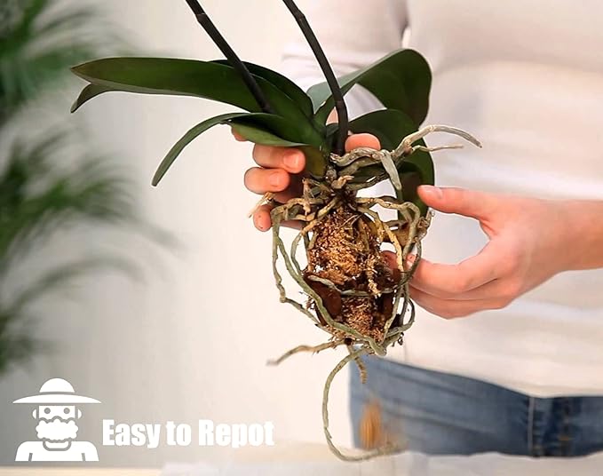 Orchid Bark for Plants, Organic Pine Bark for Proper Root Development for Phalaenopsis, Cattleyas, Dendrobiums, Oncidiums, Paphiopedilums and More (4qt, Large(18-35mm))