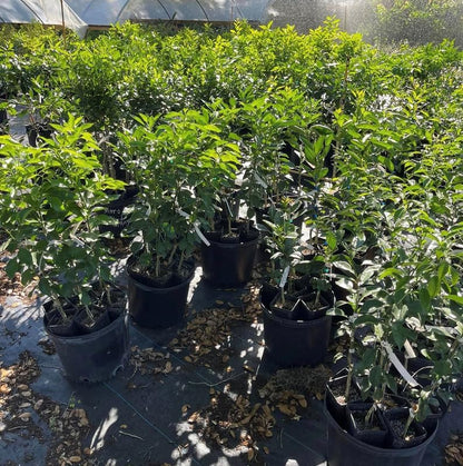 Tangerine Tree Plant, Live Sweet Tangerine Trees Live Plant in Pot, 2 to 3 Feet Tall Live Tangerine Fruit Tree for Planting Outdoor, No Ship to CA