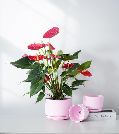 Ton Sin Plant Pots, 4.1+5.1+6.5 inch, Set of 3, Ceramic Planters with Drainage Hole and Saucer, Indoor Flower Pot with Drainage Hole, Gifts for Mom(Matte Pink)