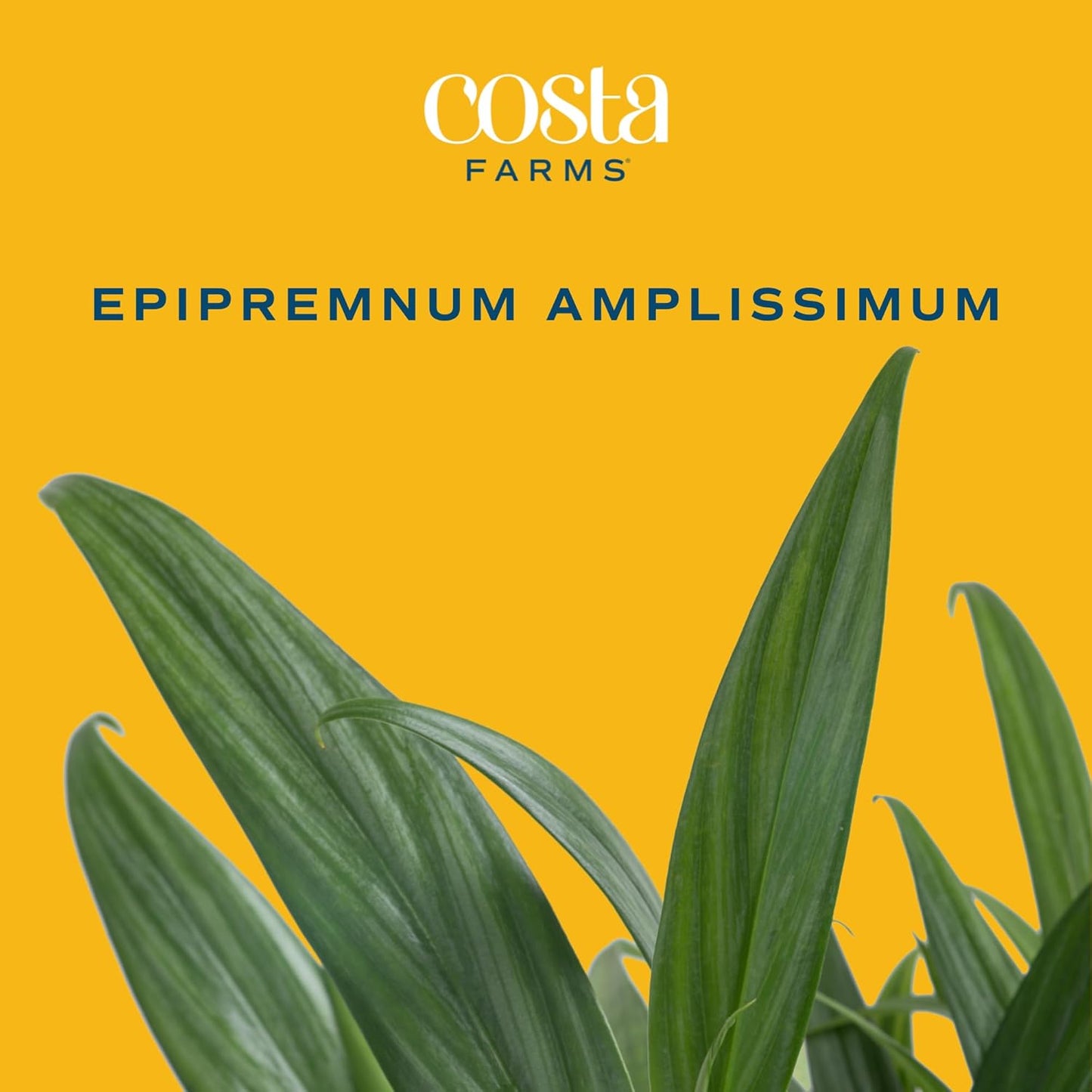 Costa Farms Live Pothos Plant, Indoor Plant Houseplant, Epipremnum Asplisimum, Rare Unique Indoor Trailing House Plant in 6-Inch Self-Watering Plants Pot, Potting Soil, Room and Home Decor