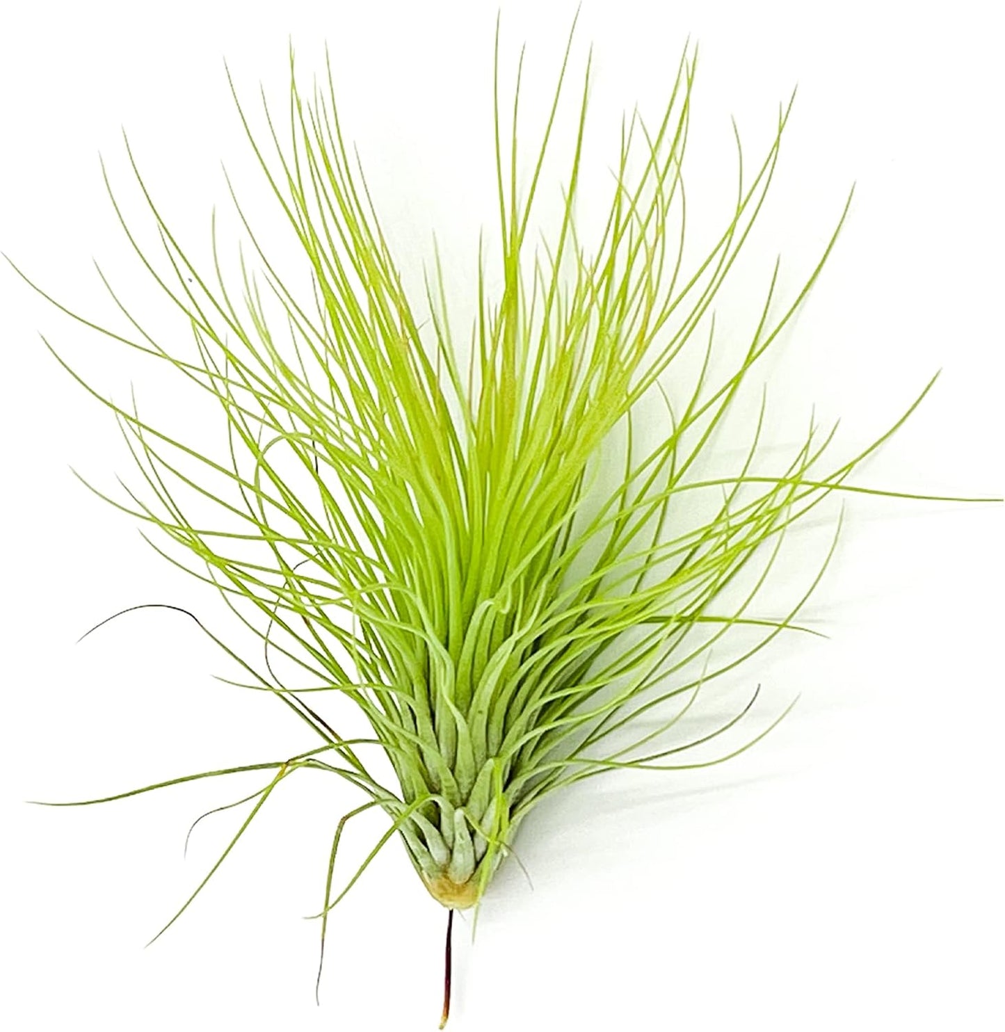 ragnaroc Air Plants - Tillandsia Andreana, Large 4-6" - 1ct - Live Arrival Gauranteed - House Plants for Home Decor & Gift