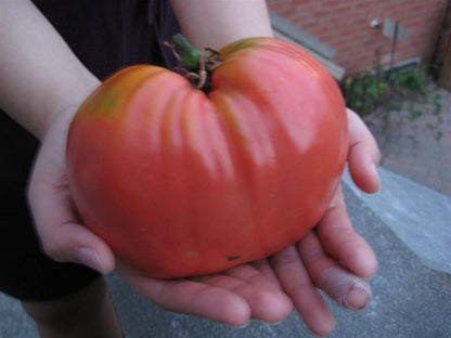 Seeds Vegetable Beefsteak Tomato Red Giant Indetereminate Non GMO for Planting Heirloom