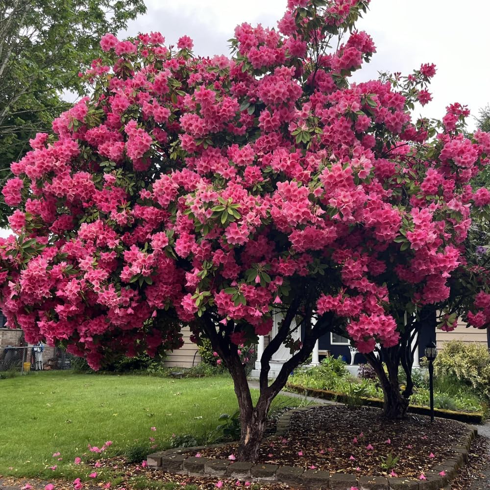 Rhododendrons Plant Live, Pink Rhododendron Shrub, Large Flowering Tree 1 Gallon Potted for Gardening