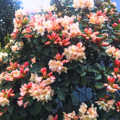 Rhododendrons Plant Live, Pink Yellow Rhododendron Shrub, Large Flowering Tree 1 Gallon Potted for Gardening