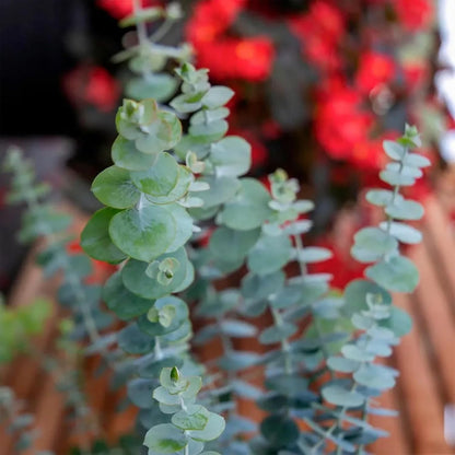 Park Seed Grow Your Own Eucalyptus Seeds Plant, Perfect for Indoor Growing and Spring Garden, Baby Blue Bouquet (Improved), Pack of 100