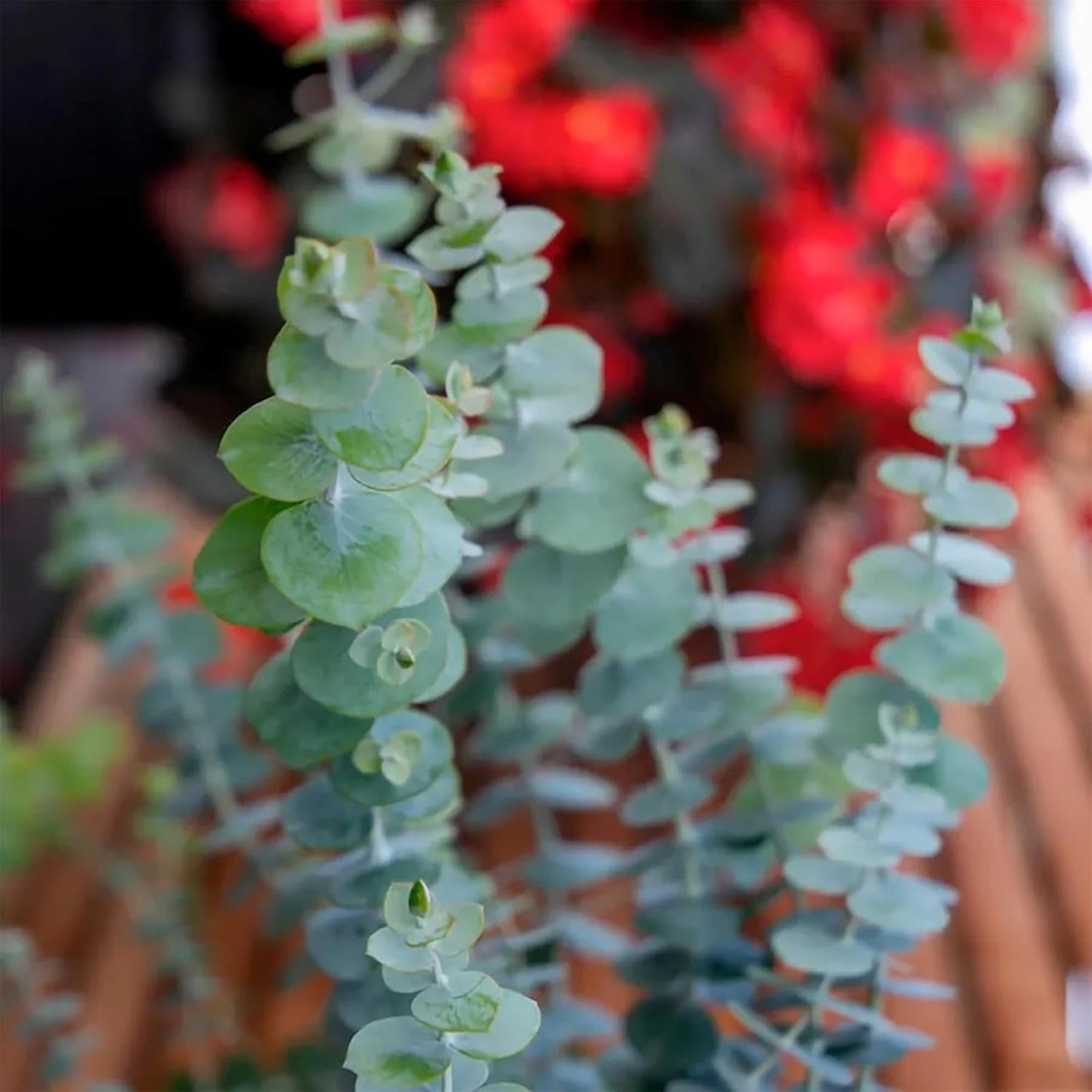 Park Seed Grow Your Own Eucalyptus Seeds Plant, Perfect for Indoor Growing and Spring Garden, Baby Blue Bouquet, Pack of 25