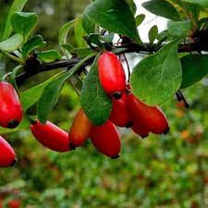 CHUXAY GARDEN European Barberry Seed 20 Seeds Great Berberis Vulgaris Deciduous Shrub Attract Butterflies and Bees Fast Growing & Maintain