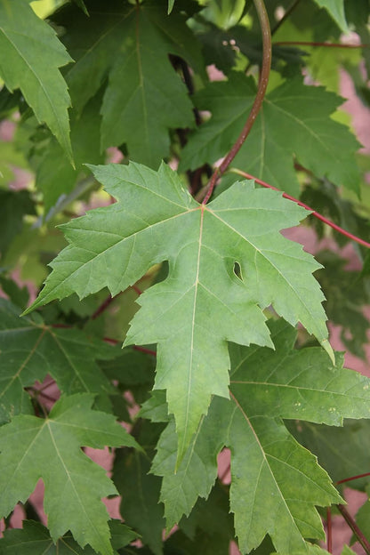 Autumn Blaze Maple Tree - 1 Gallon, Established Roots Potted - Acer x Freemanii, Fast Growing Tree, Fall Colors