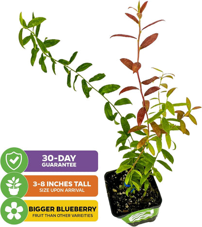 Wellspring Gardens Blueberries Live Plants - Blueberries Starter Plants - Garden Starter (Darrow 2-Pack, Blueberry)