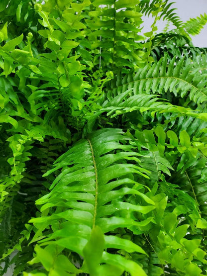 Live Boston Fern Hanging Basket – 12" Basket with 34” Wide Lush Green Fronds – Air-Purifying Houseplant – Pet Friendly & Easy Care for Home, Porch, Patio, or Office Décor
