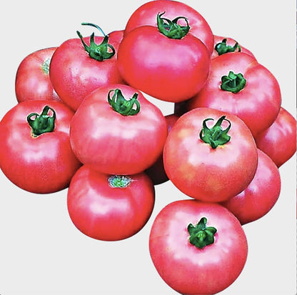 Bradley Tomato Seeds - Determinate Tomato which Makes Canning Easier as The Tomatos Ripen at The Same Time - 100 Seeds