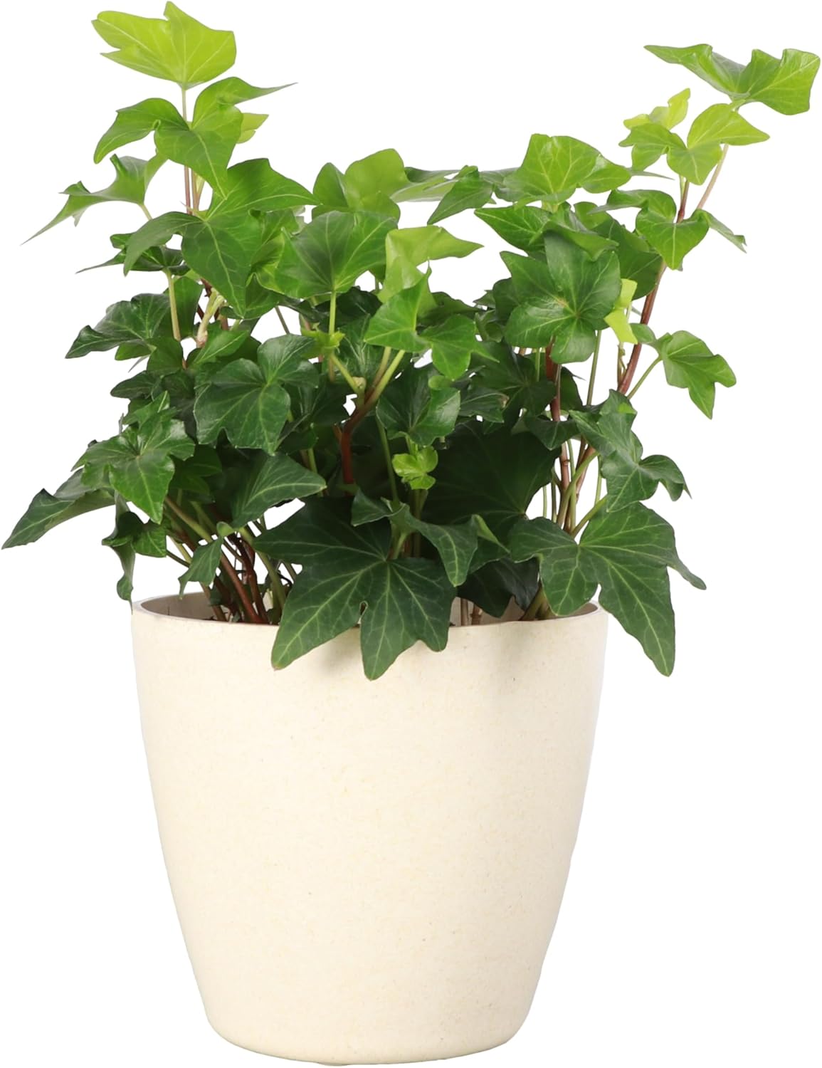 Thorsen's Greenhouse Live Green English Ivy Plant, Hedera Helix, Natural Air Purifier, Easy to Grow, Live Indoor Houseplant, 4" Diameter Pot (Natural)