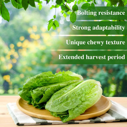 Romaine Lettuce Seeds, High Germination Non-GMO USA Grown Premium Vegetable Seeds for Planting, 9 Grams Seeds Great for Indoor Outdoor Garden