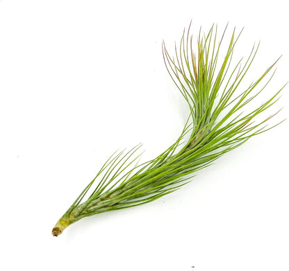 ragnaroc Air Plants - Tillandsia Funckiana Hybrid, Large 5-7" - 1ct - Live Arrival Guaranteed - House Plants for Home Decor & Gift