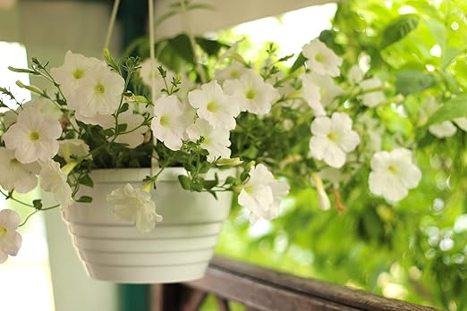 Natural Horticultural Perlite (8 Quart)
