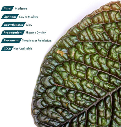 SubstrateSource Live Jungle Plant - Ardisia Dino - Moderate Care, Low to Medium Light, Metallic Green and Maroon Accent, Vivarium or Terrarium Terrestrial Plant - Loose/Bare Root