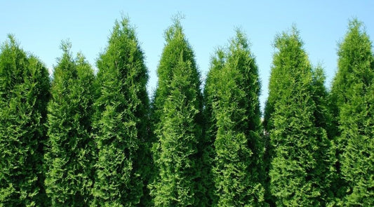 Two Pack of Green Giant Arborvitae Trees - Fast Growing Evergreen - 2 Live Plants Shipped 1 to 2 Feet Tall by DAS Farms (No California)