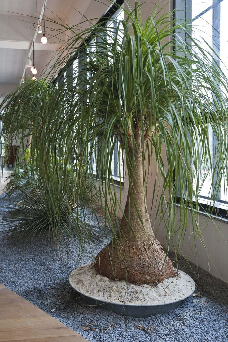 Seeds Ponytail (Bottle Palm) Palmilla Nolina Indoor Perennial Tree