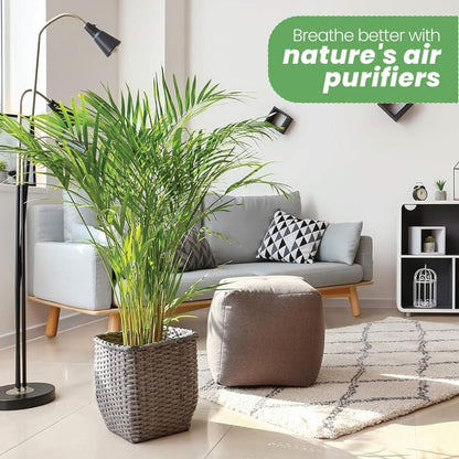 American Plant Exchange Live Areca Palm – 10-Inch Pot – Tropical Indoor Houseplant with Lush Feathery Fronds, Pet-Friendly Easy Care Plant for Homes, Offices, Patios & Decorative Containers