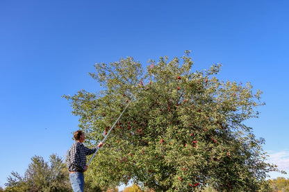 21ft Reaching Fruit Picker with Lightweight Rigid Pole – Patented Compact Foldable Design with Twist on Head – 2 in 1 Combo Pack – MESH Carrying Bag Included
