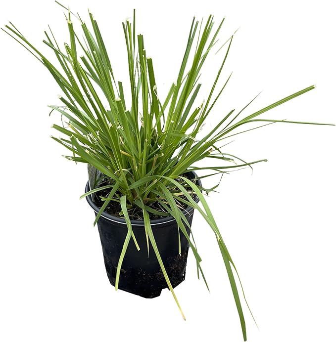 Live Ornamental Perennial Grass - White Pampas (2 Per Pack), Showy Accent Plant, 12" Tall by 6" Wide in 1.5 Quart Pot