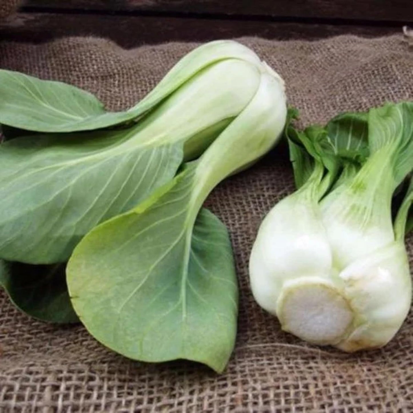 All Year Round Organic Chinese Cabbage Seeds, 1000pcs, Non-GMO, High 95% Germination, Perfect for Every Season