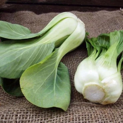All Year Round Organic Chinese Cabbage Seeds, 1000pcs, Non-GMO, High 95% Germination, Perfect for Every Season