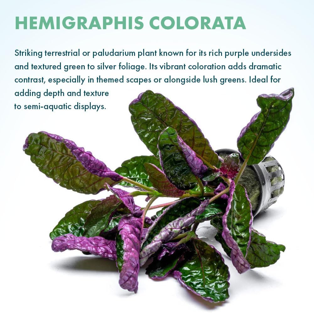SubstrateSource Live Jungle Plants - Hemigraphis colorata (Hemigraphis sp.) - Low to Medium Light, Purple Green, Terrarium or Paludarium, Decorative Rosette Foliage - Pot