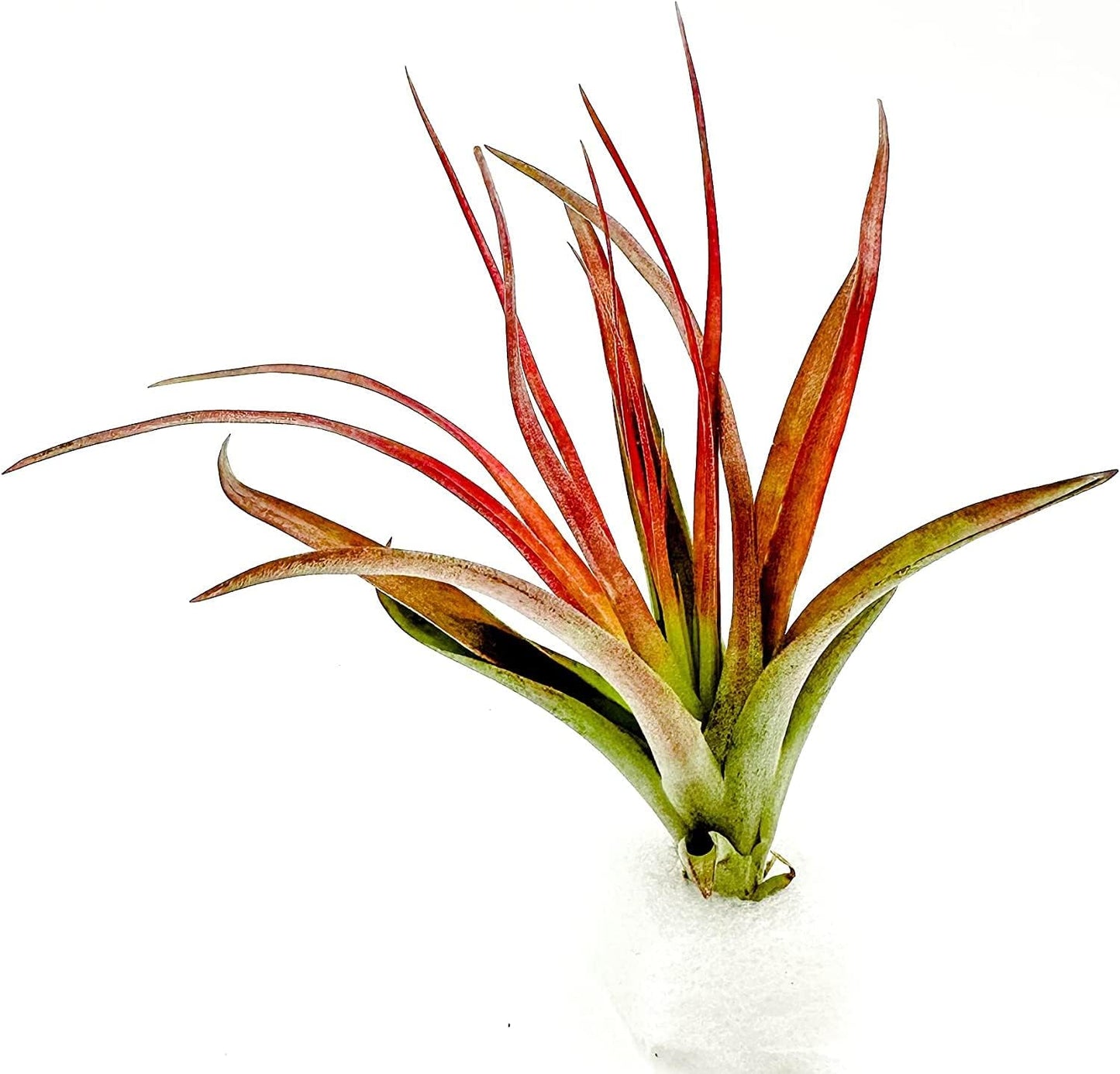 ragnaroc Air Plants - Tillandsia Brachycaulos Abdita, Large 4-6" - 5 ct - Live Arrival Guaranteed - House Plants for Home Decor & Gift