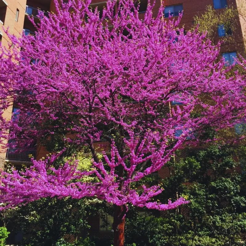 5 Dormant Eastern Redbud Trees Live Plants Seedlings Bare Roots, 6 to 13 Inc Tall Red Bud Trees Live Plants, American Redbud Tree, Cold Hardy