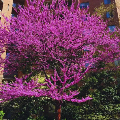 5 Dormant Eastern Redbud Trees Live Plants Seedlings Bare Roots, 6 to 13 Inc Tall Red Bud Trees Live Plants, American Redbud Tree, Cold Hardy
