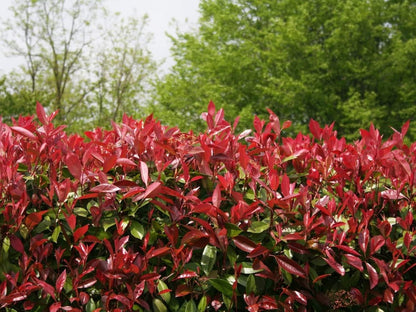 Photinia Red Tip | 2 Large Gallon Size Plants | Photinia x Fraseri | Evergreen Landscape Hedge Shrub