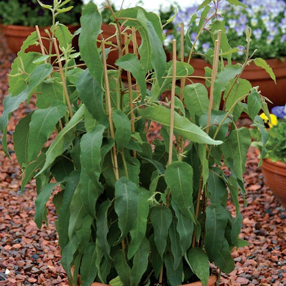 Park Seed Grow Your Own Eucalyptus Seeds Plant, Perfect for Indoor Growing and Spring Garden, Lemon Bush, Pack of 15